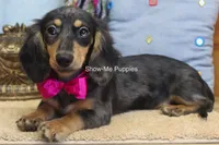 Josie, a female Miniature Dachshund for sale in West Plains, MO – 6 of 10