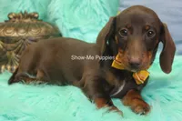 Manny, a male Miniature Dachshund for sale in West Plains, MO – 10 of 10