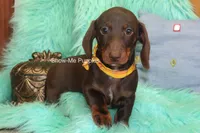 Manny, a male Miniature Dachshund for sale in West Plains, MO – 6 of 10