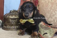 Luther, a male Miniature Dachshund for sale in West Plains, MO – 4 of 9