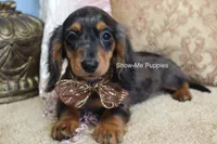 Jolene, a female Miniature Dachshund for sale in West Plains, MO – 3 of 10