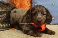 Herbie, a male Miniature Dachshund for sale in West Plains, MO – 3 of 10
