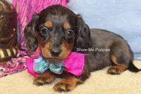Jolene, a female Miniature Dachshund for sale in West Plains, MO – 6 of 8