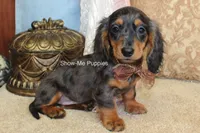 Jolene, a female Miniature Dachshund for sale in West Plains, MO – 4 of 10