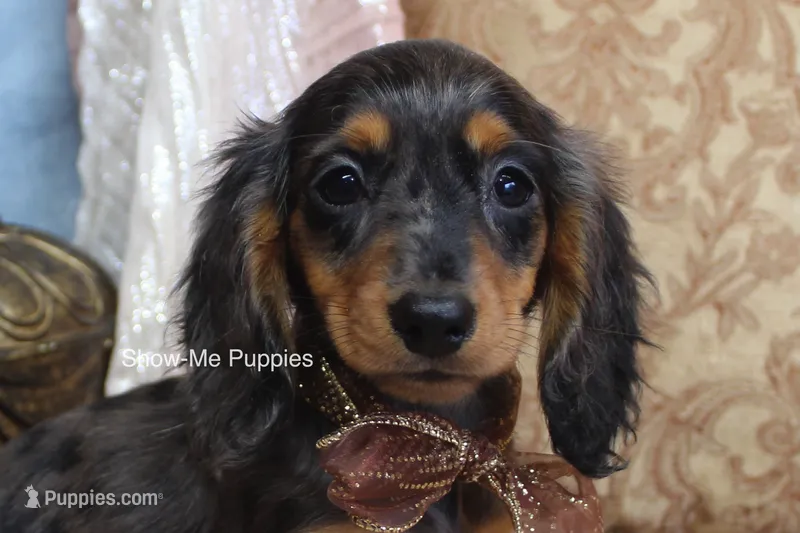 Jolene – Miniature Dachshund puppy for sale in West Plains, MO