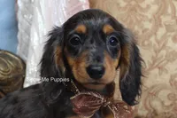 Jolene, a female Miniature Dachshund for sale in West Plains, MO – 1 of 10