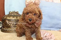 Keira, a female Poodle - Toy  for sale in West Plains, MO – 5 of 9