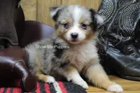Tammi, a female Miniature Australian Shepherd and Toy Australian Shepherd for sale in West Plains, MO – 8 of 10