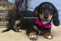 Lexi, a female Miniature Dachshund for sale in West Plains, MO – 8 of 10