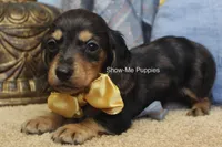 Joseph, a male Miniature Dachshund for sale in West Plains, MO – 6 of 8