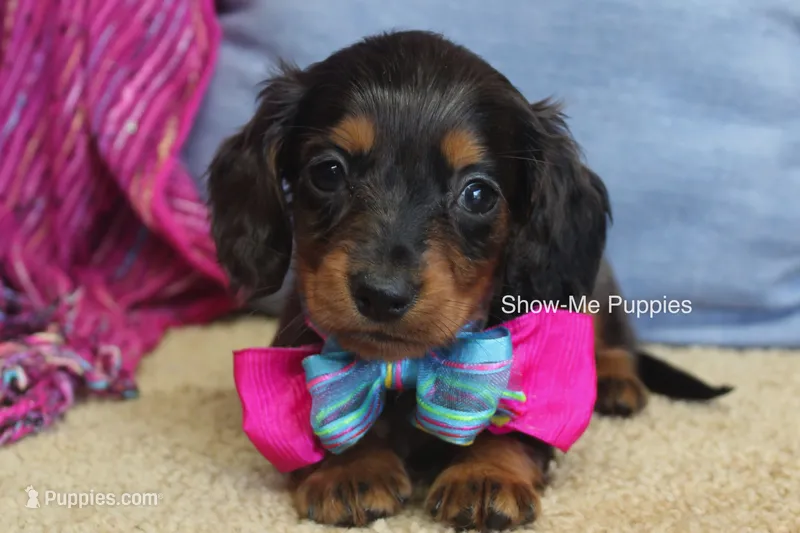 Jolene – Miniature Dachshund puppy for sale in West Plains, MO
