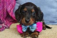 Jolene, a female Miniature Dachshund for sale in West Plains, MO – 1 of 8