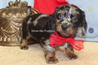 Nouget, a male Miniature Dachshund for sale in West Plains, MO – 3 of 8