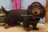 Fynlee, a female Miniature Dachshund for sale in West Plains, MO – 5 of 10