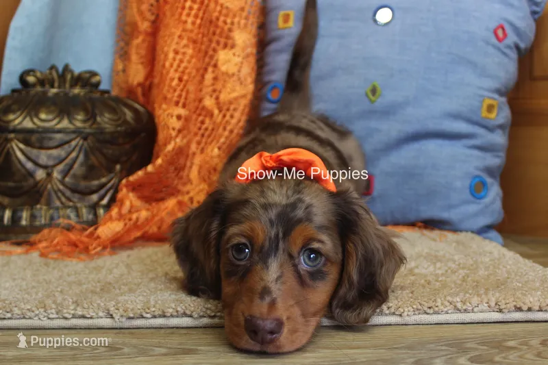 Derek – Miniature Dachshund puppy on hold in West Plains, MO