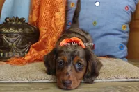 Derek, a male Miniature Dachshund for sale in West Plains, MO – 1 of 10