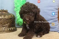 Marshal, a male Poodle - Miniature  for sale in West Plains, MO – 2 of 9