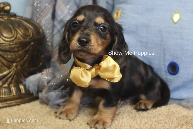 Joseph – Miniature Dachshund puppy for sale in West Plains, MO
