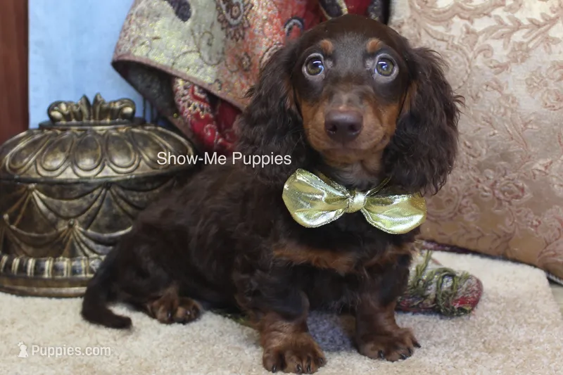 Franky – Miniature Dachshund puppy for sale in West Plains, MO