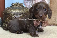 Britt, a female Miniature Dachshund for sale in West Plains, MO – Photo 5 of 6