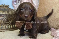 Britt, a female Miniature Dachshund for sale in West Plains, MO – Photo 4 of 6