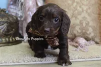 Britt, a female Miniature Dachshund for sale in West Plains, MO – Photo 3 of 6