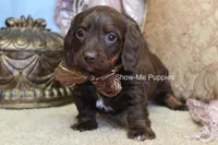 Britt, a female Miniature Dachshund for sale in West Plains, MO – Photo 1 of 6