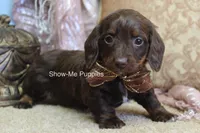 Britt, a female Miniature Dachshund for sale in West Plains, MO – Photo 2 of 6