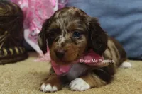 Harper, a female Miniature Dachshund for sale in West Plains, MO – 5 of 9