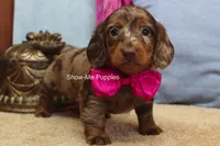 Heidi, a female Miniature Dachshund for sale in West Plains, MO – 6 of 9