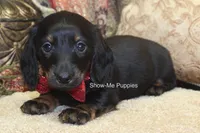 Nicole, a female Miniature Dachshund for sale in West Plains, MO – 2 of 10