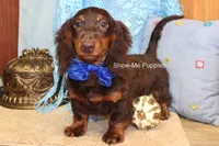 Franky, a male Miniature Dachshund for sale in West Plains, MO – 3 of 8