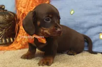 Metro, a male Miniature Dachshund for sale in West Plains, MO – 9 of 10