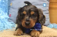 Ivan, a male Miniature Dachshund for sale in West Plains, MO – 6 of 10