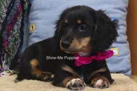 Lexi, a female Miniature Dachshund for sale in West Plains, MO – 9 of 10