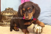 Fynlee, a female Miniature Dachshund for sale in West Plains, MO – 8 of 10