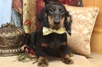 Luther, a male Miniature Dachshund for sale in West Plains, MO – 5 of 10