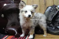Teddy, a male Miniature Australian Shepherd and Toy Australian Shepherd for sale in West Plains, MO – 3 of 10