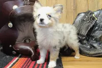 Teddy, a male Miniature Australian Shepherd and Toy Australian Shepherd for sale in West Plains, MO – 4 of 10