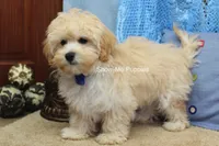Connor, a male Maltipoo for sale in West Plains, MO – 4 of 9