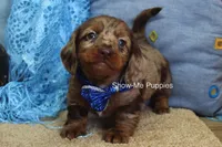 Brock, a male Miniature Dachshund for sale in West Plains, MO – Photo 4 of 6