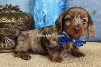 Brock, a male Miniature Dachshund for sale in West Plains, MO – Photo 6 of 6