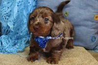 Brock, a male Miniature Dachshund for sale in West Plains, MO – Photo 2 of 6