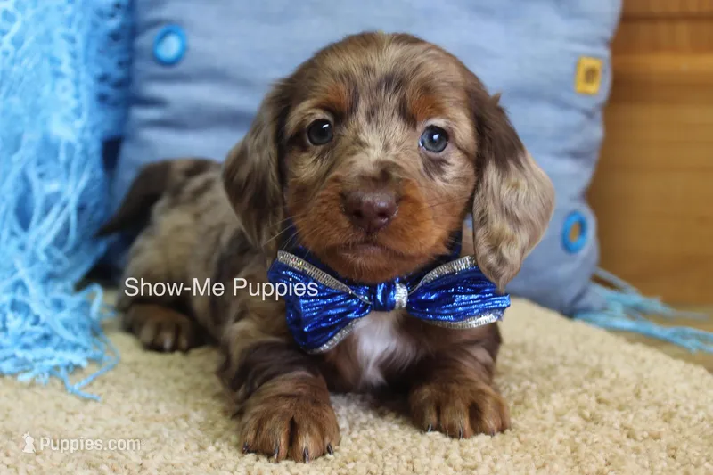 Brock, a male Miniature Dachshund for sale in West Plains, MO – Photo 1 of 6