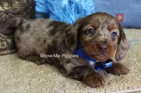 Brock, a male Miniature Dachshund for sale in West Plains, MO – Photo 3 of 6