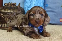 Brock, a male Miniature Dachshund for sale in West Plains, MO – Photo 5 of 6