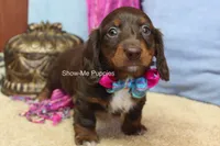 Holli, a female Miniature Dachshund for sale in West Plains, MO – 5 of 7