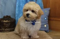 Connor, a male Maltipoo for sale in West Plains, MO – 9 of 9