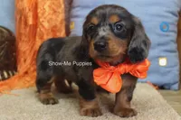 Joshua, a male Miniature Dachshund for sale in West Plains, MO – 7 of 10
