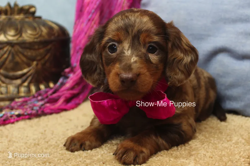Heidi – Miniature Dachshund puppy for sale in West Plains, MO
